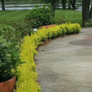 Sunjoy Gold Pillar Barberry - Image 3