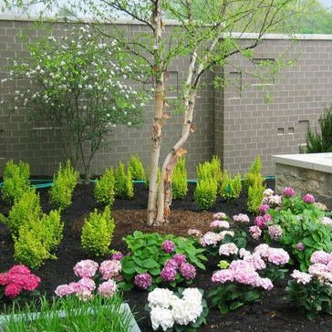 Sunjoy Gold Pillar Barberry - Image 4