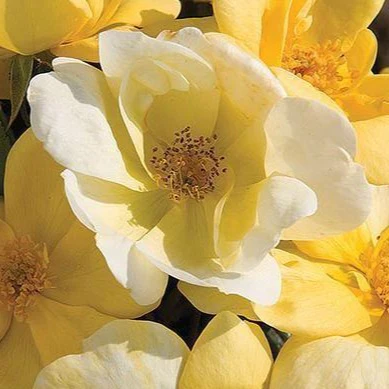 Sunny Knock Out® Rose - Image 3