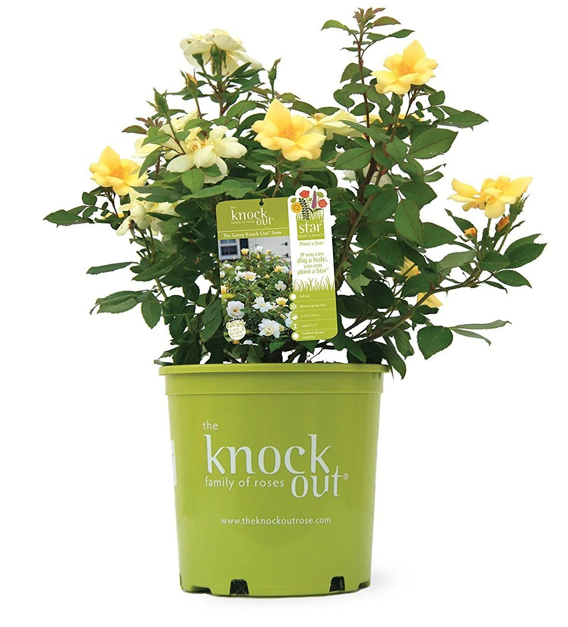 Sunny Knock Out® Rose - Image 4
