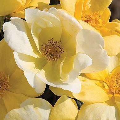 Sunny Knock Out® Rose Tree - Image 3