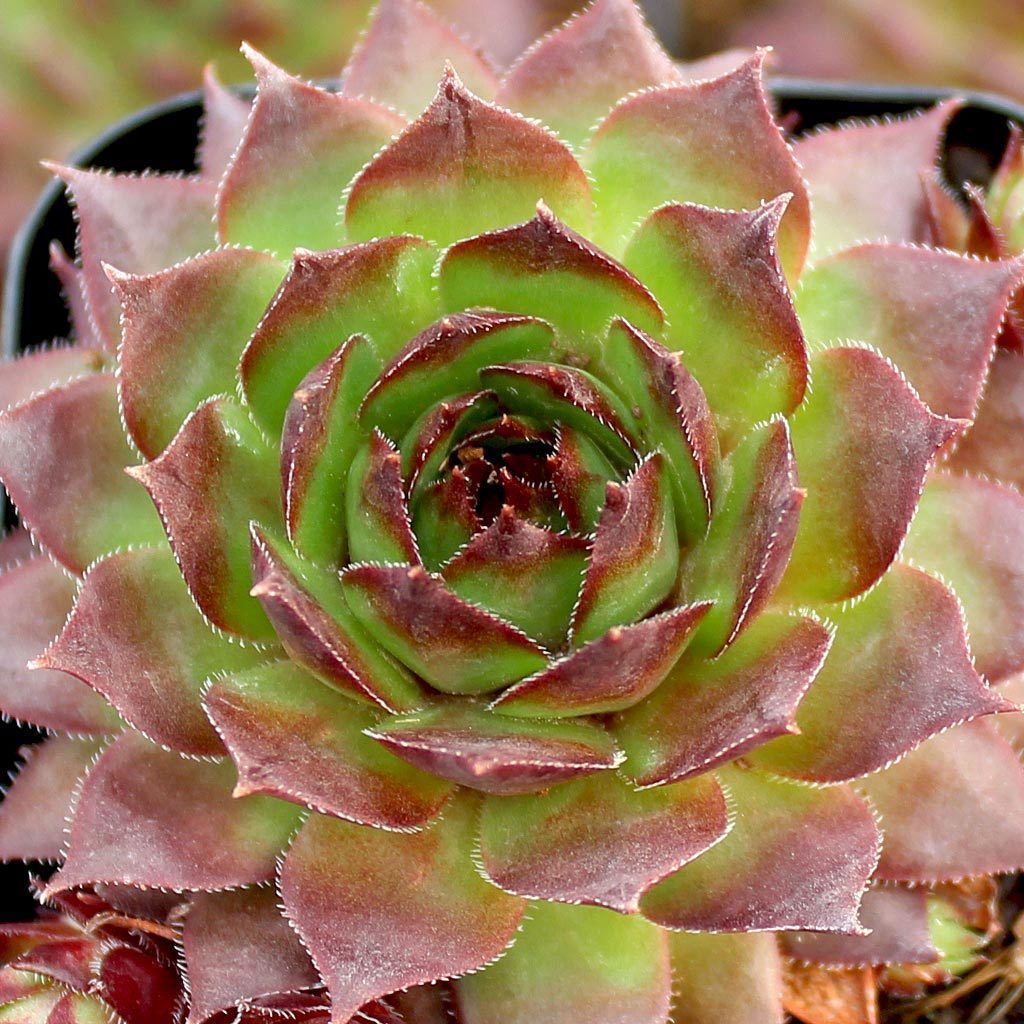 Sempervivum Sunset Succulent