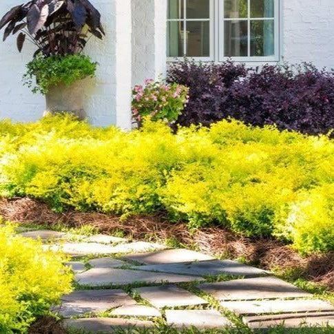 Sunshine Ligustrum - Image 2