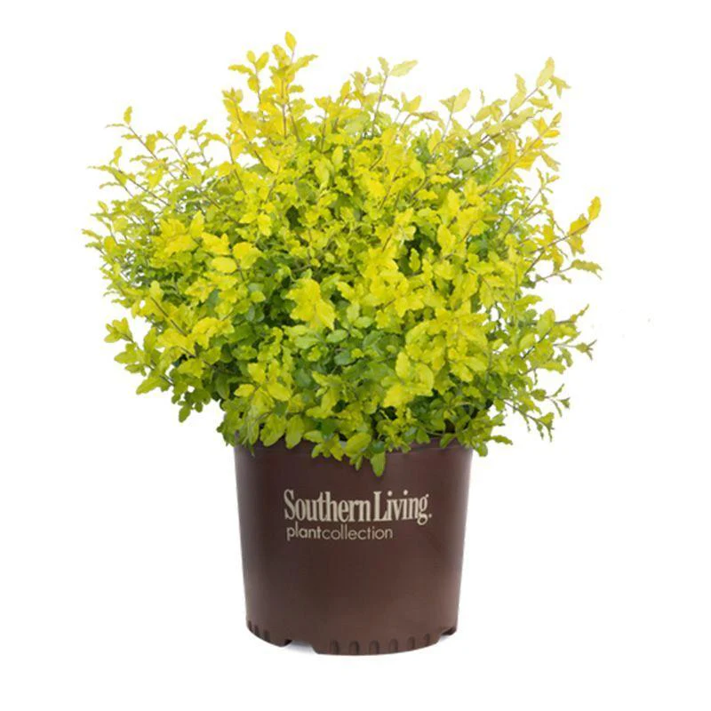 Sunshine Ligustrum - Image 3