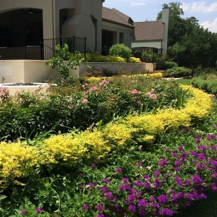 Sunshine Ligustrum - Image 4