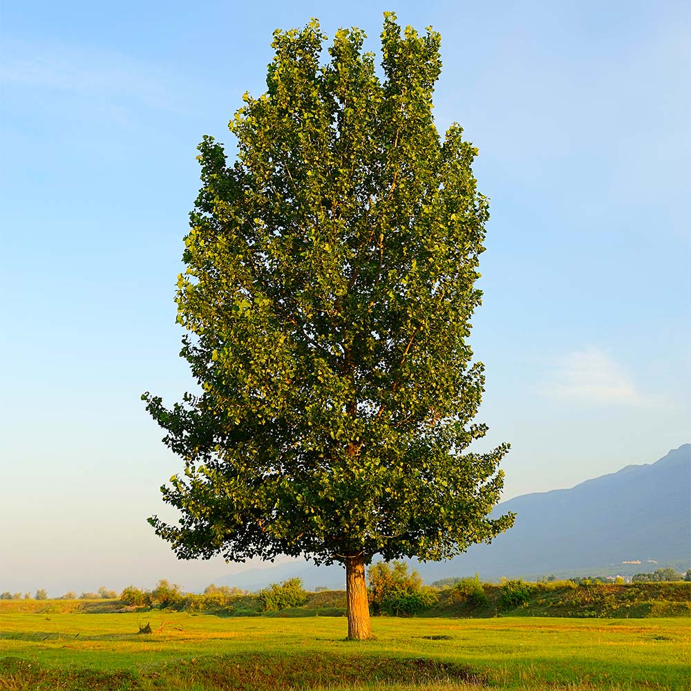 Superior Hybrid Poplar Tree - Image 3