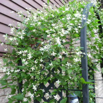 Sweet Autumn Clematis - Image 3