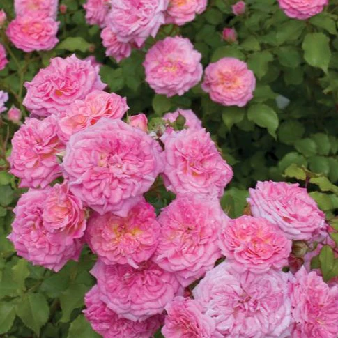 Sweet Drift® Rose - Image 3