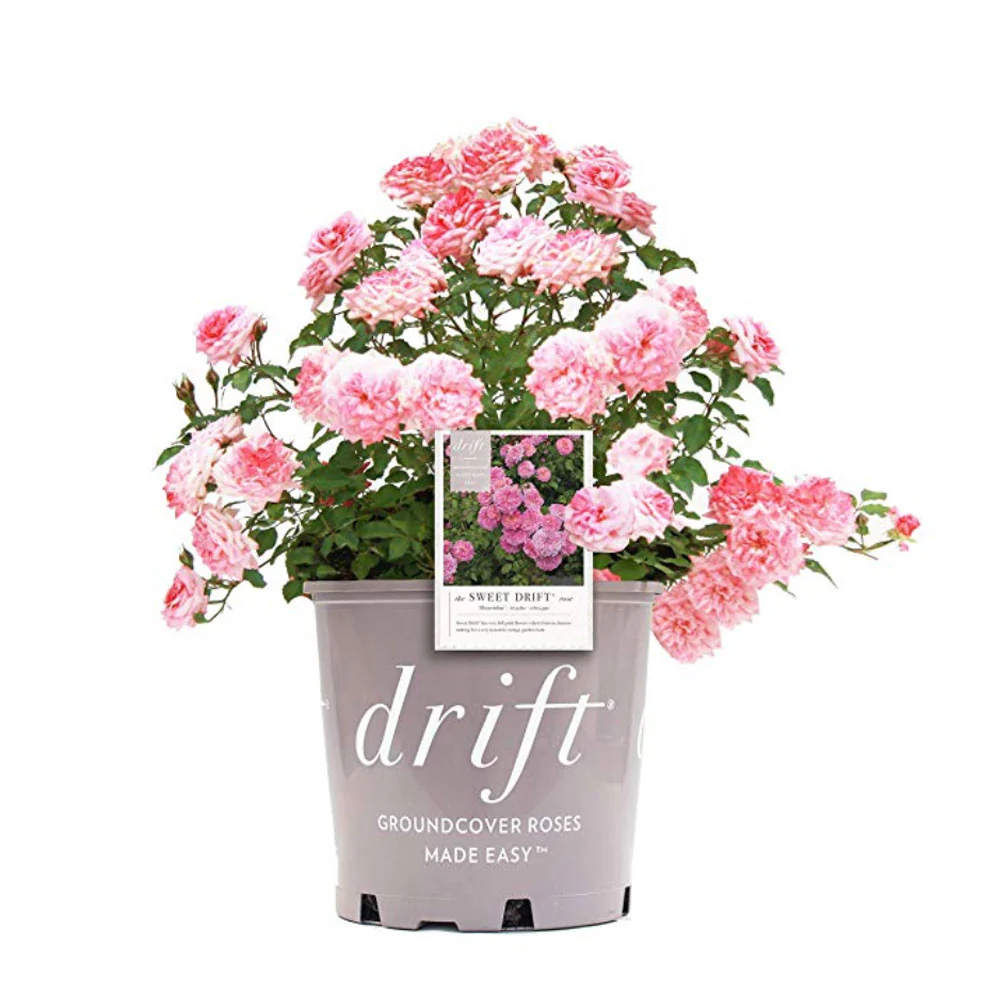 Sweet Drift® Rose - Image 4