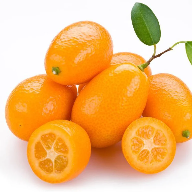 Sweet Kumquat Tree - Image 2