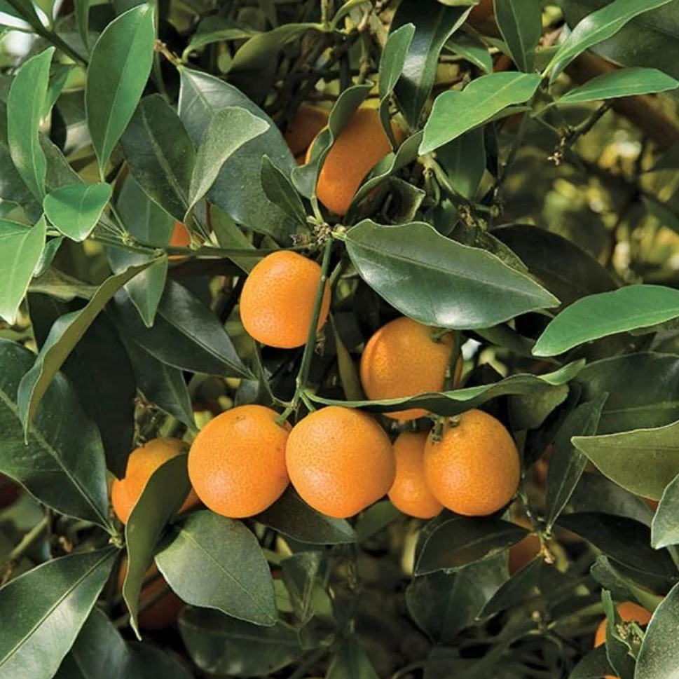 Sweet Kumquat Tree - Image 3