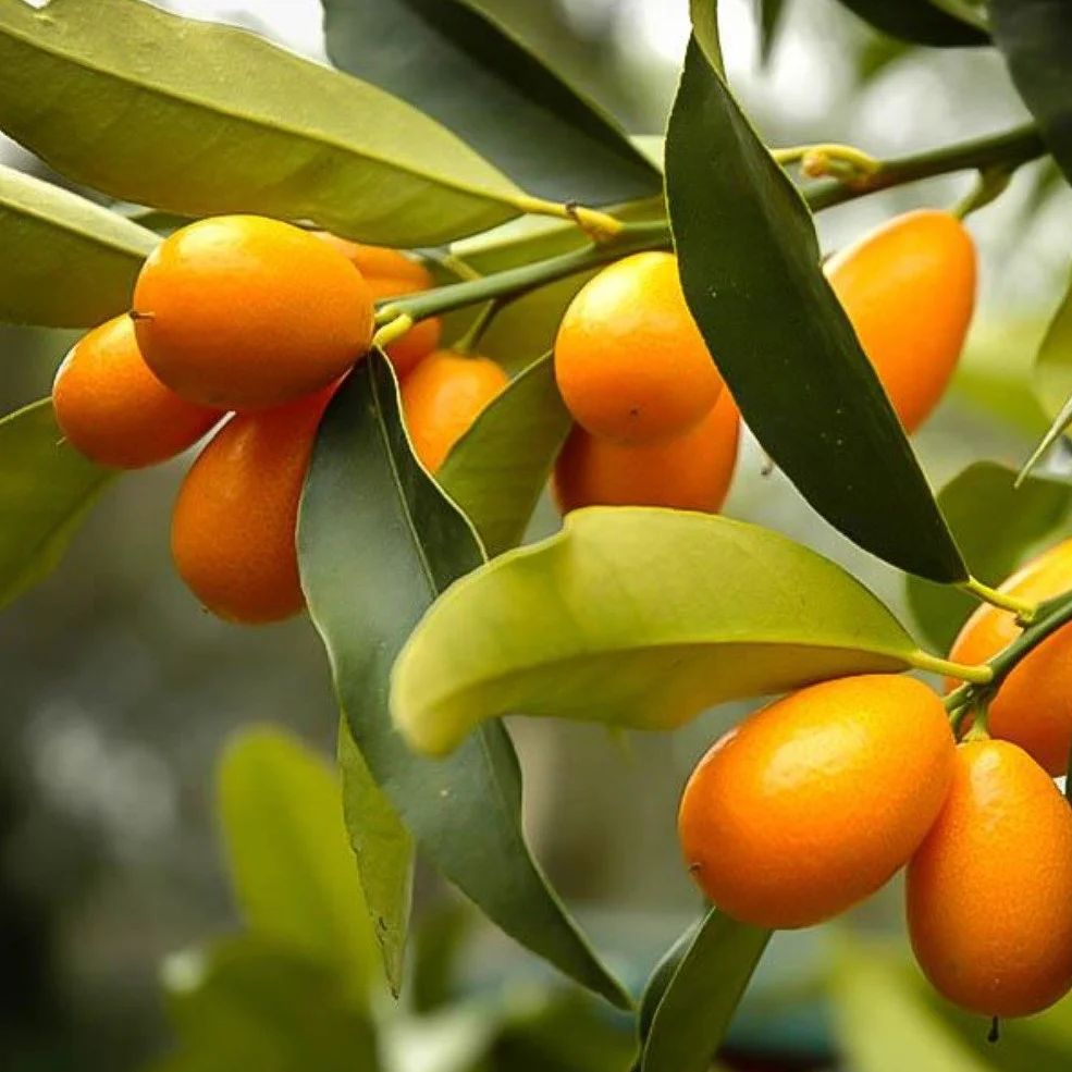 Sweet Kumquat Tree - Image 4