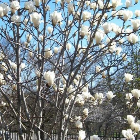 Sweetbay Magnolia - Image 3