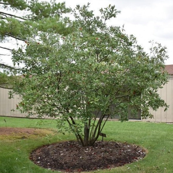 Sweetbay Magnolia - Image 4