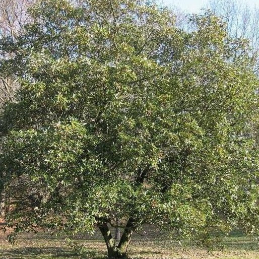 Sweetbay Magnolia - Image 5