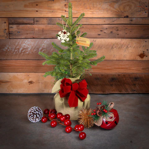 Table Top Christmas Tree - Colorado Blue Spruce