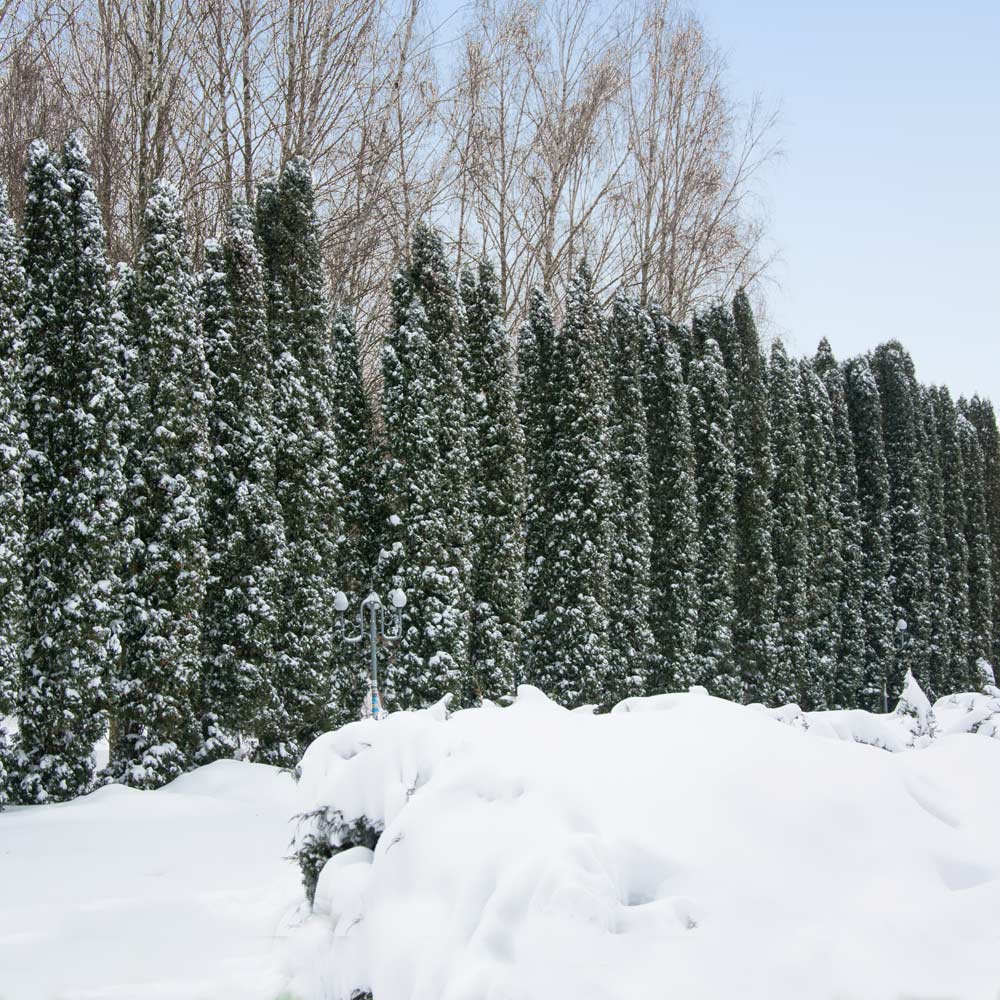 Taylor Juniper Tree - Image 3