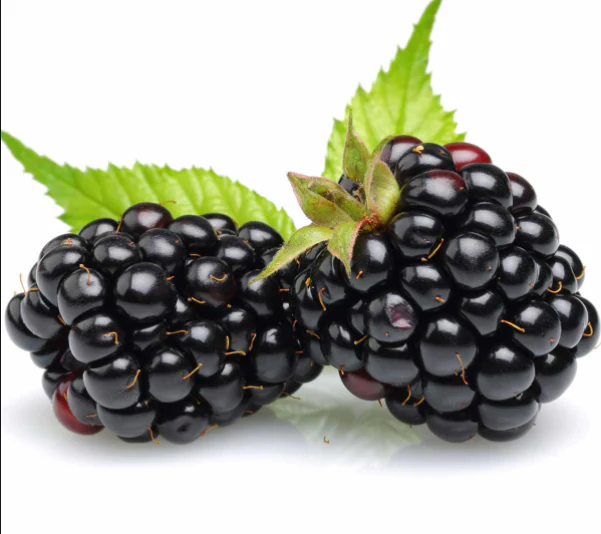 Thornless Blackberry - Image 3
