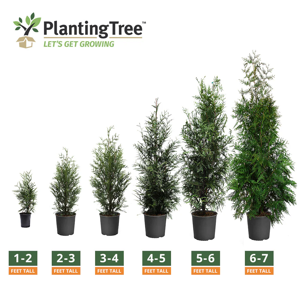 Thuja Green Giant - Image 3