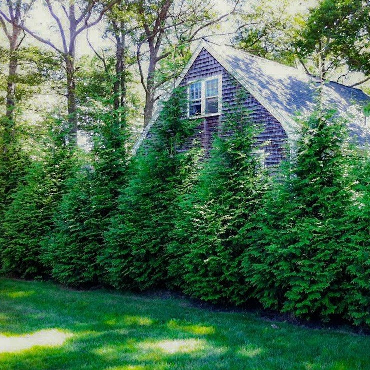 Thuja Green Giant - Image 4