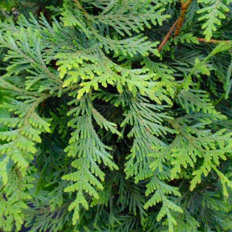 Thuja Green Giant - Image 6
