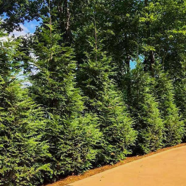 Thuja Green Giant - Image 7