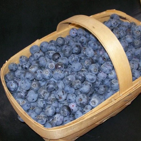 Tifblue Blueberry - Image 3