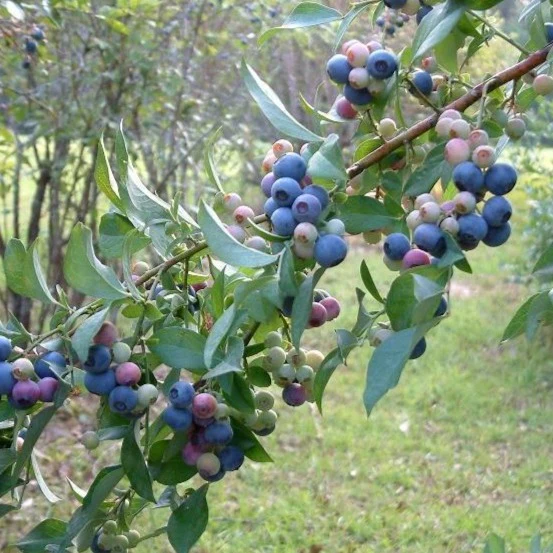 Tifblue Blueberry - Image 5