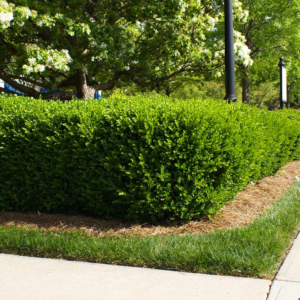 Titan Boxwood - Image 2