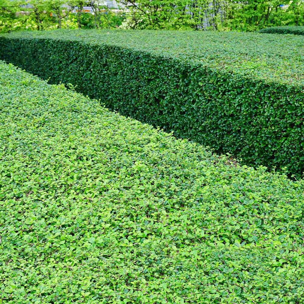 Titan Boxwood - Image 3