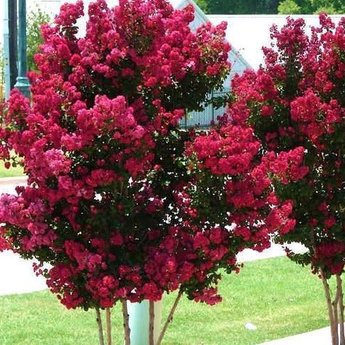 Tonto Crape Myrtle - Image 3