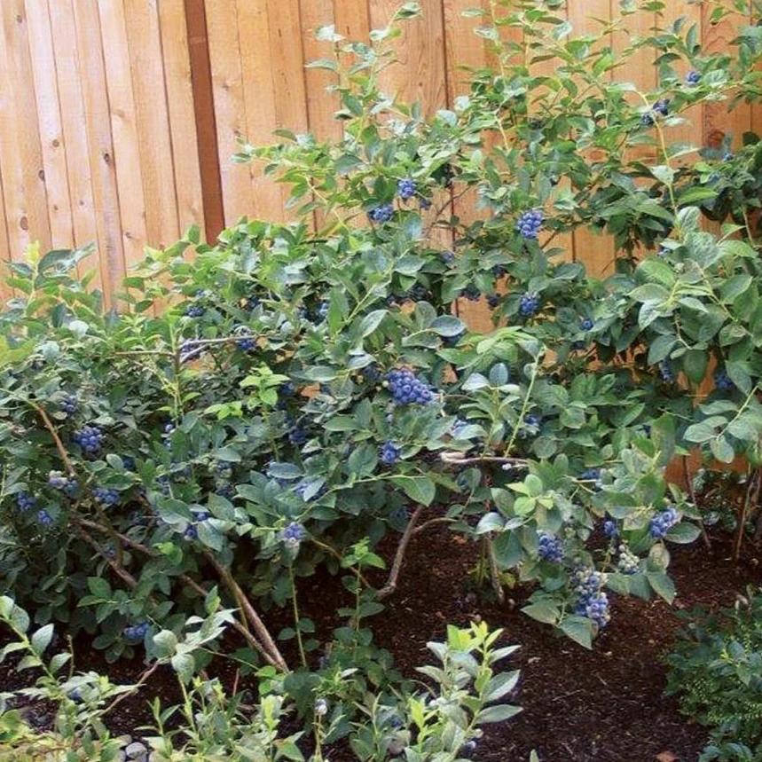 Toro Blueberry