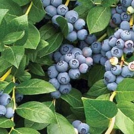 Toro Blueberry - Image 2