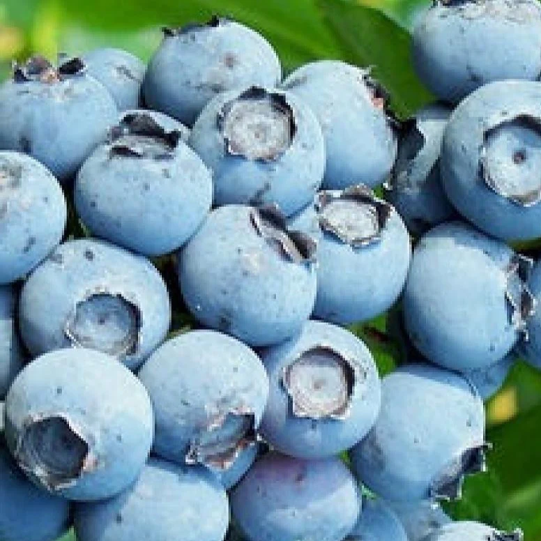 Toro Blueberry - Image 3