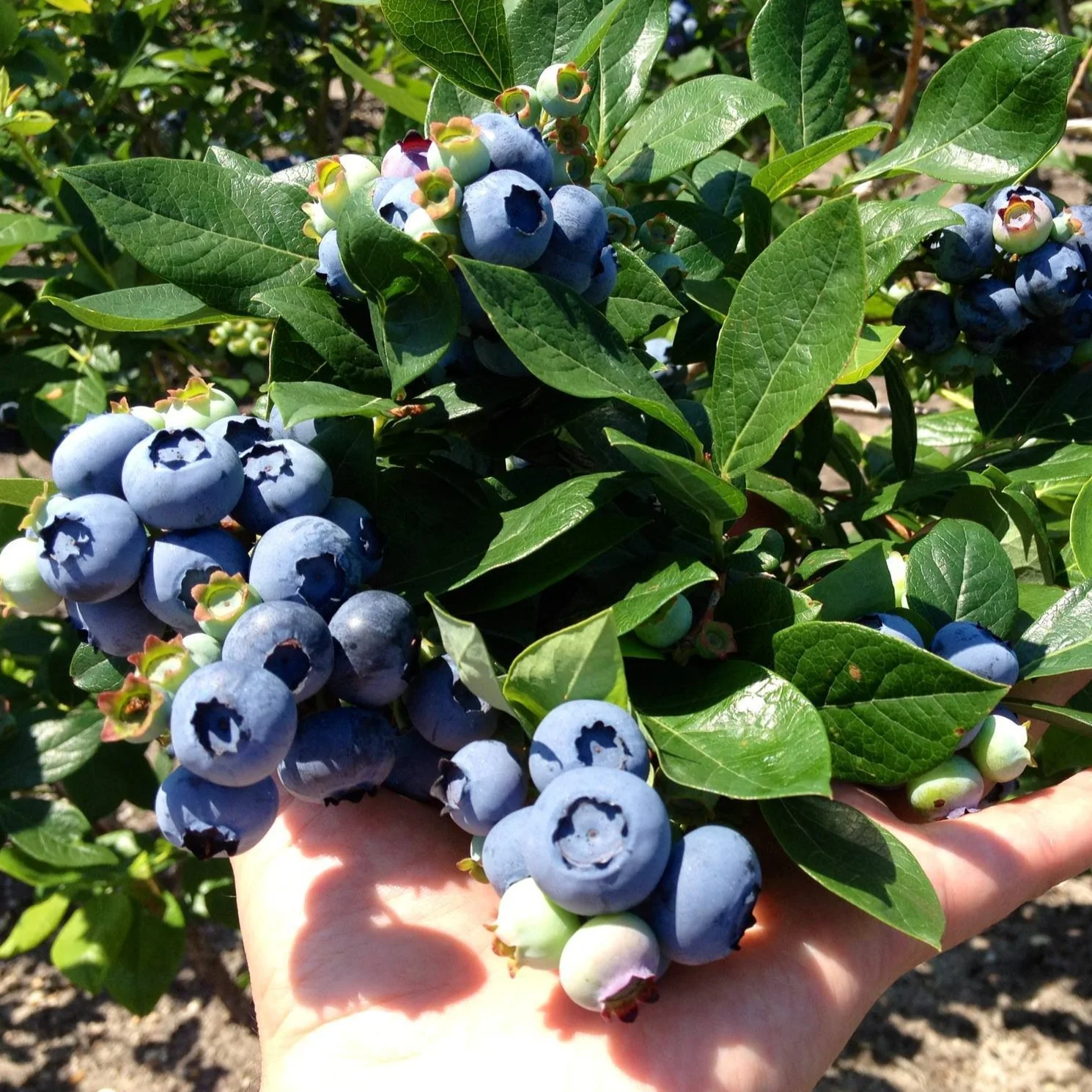 Toro Blueberry - Image 4