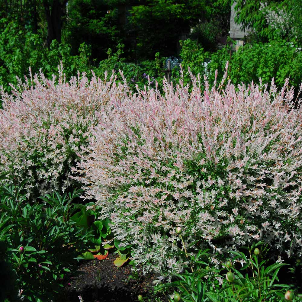 Tri-Color Dappled Willow - Image 2