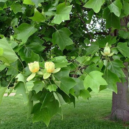 Tulip Poplar - Image 3