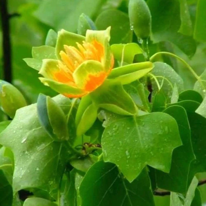 Tulip Poplar - Image 4