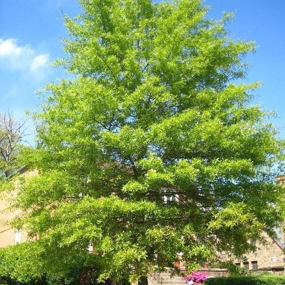 Tulip Poplar - Image 5