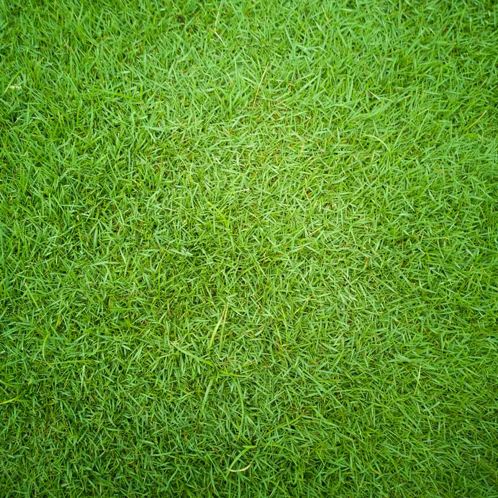 TurboTurf™ Bermudagrass Seed - Image 3