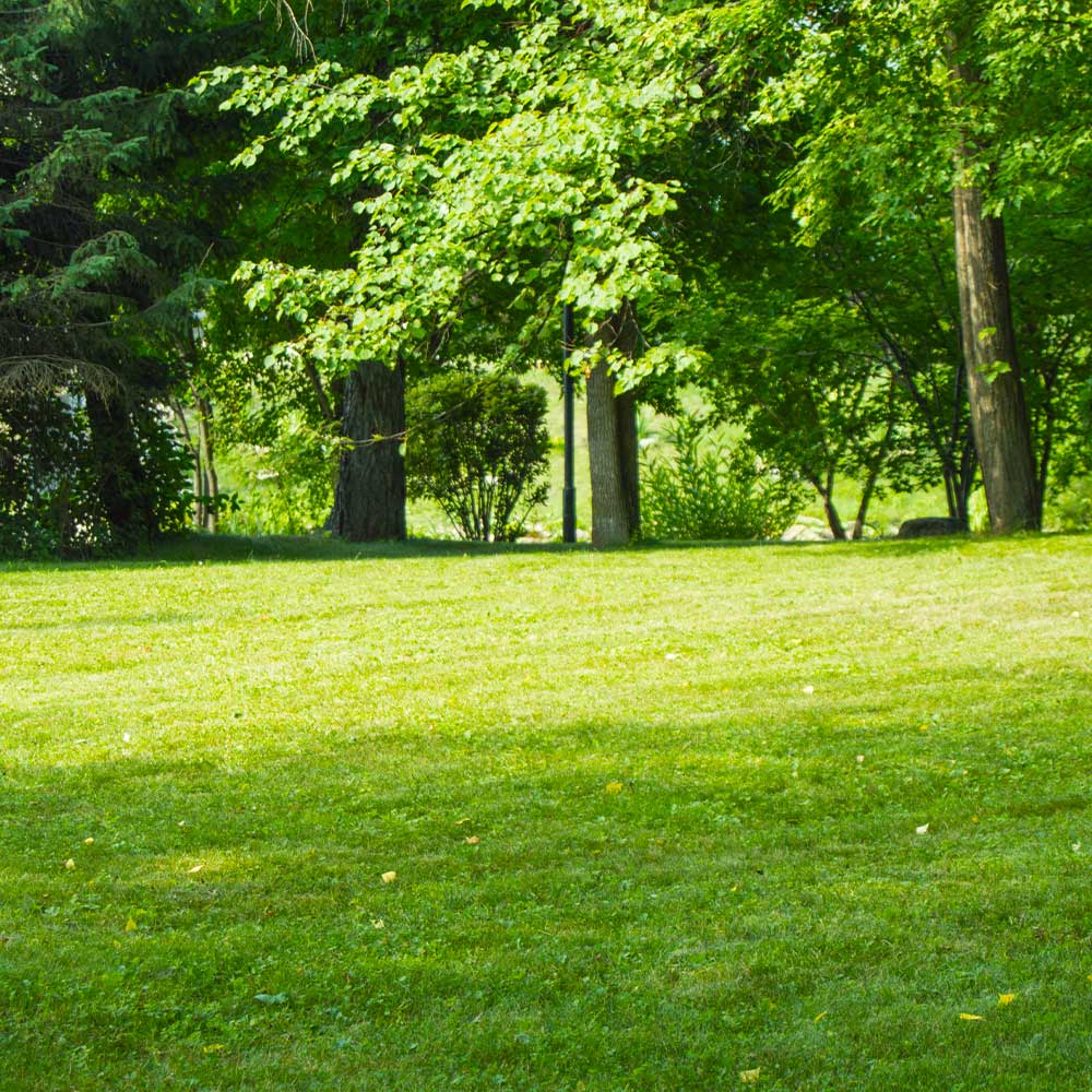 TurboTurf™ Sun & Shade Grass Seed - Image 3
