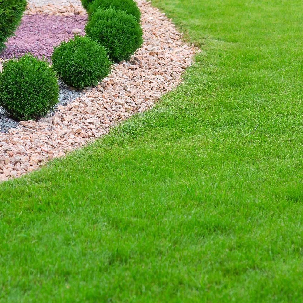 TurboTurf™ Tall Fescue Grass Seed - Image 3