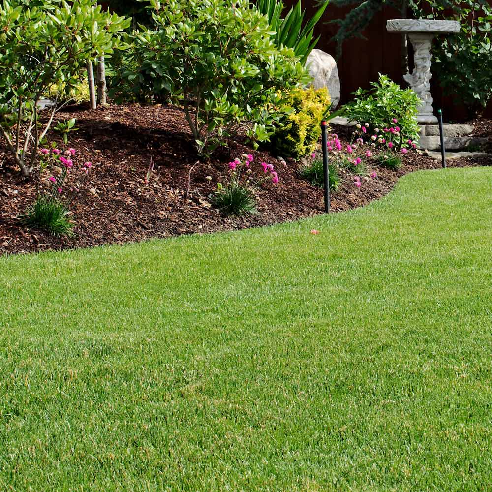 TurboTurf™ Tall Fescue Grass Seed - Image 5