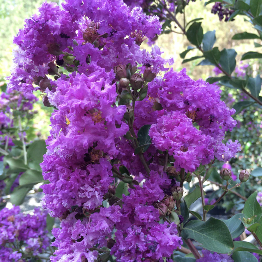 Twilight Crape Myrtle - Image 2