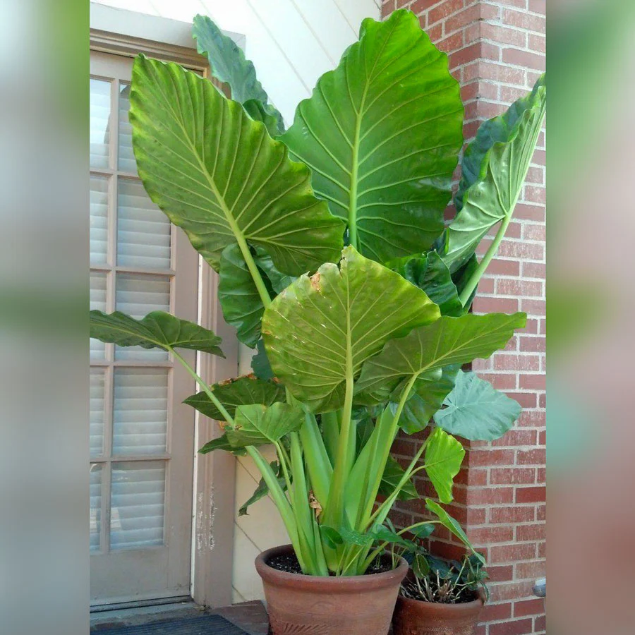 Upright Elephant Ear - Image 2