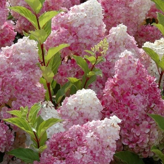 Vanilla Strawberry® Hydrangea - Image 3