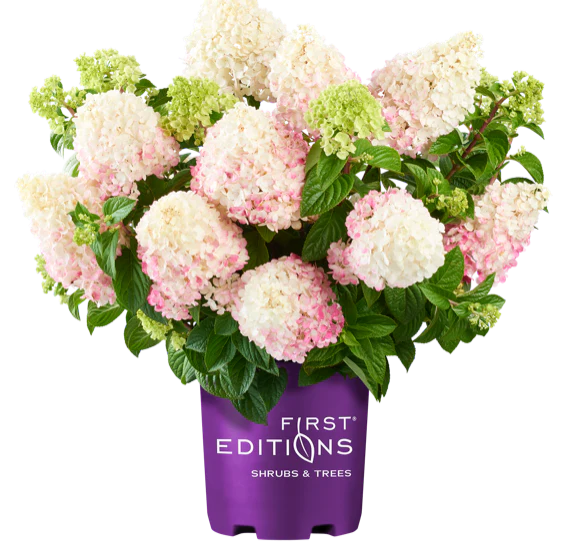 Vanilla Strawberry® Hydrangea - Image 4