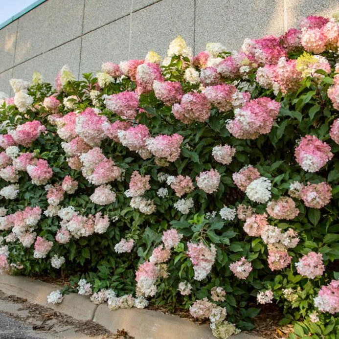 Vanilla Strawberry® Hydrangea - Image 5