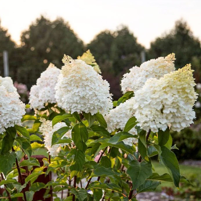 Vanilla Strawberry® Hydrangea - Image 6