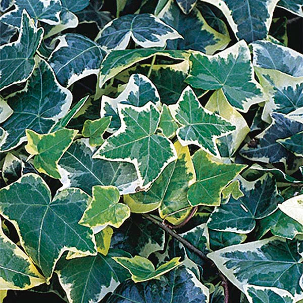 Variegated English Ivy - Image 2